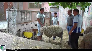 مسح دمعة يتيم في عيد الاضحى          دندنها