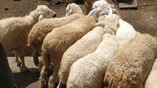 Download (Traditional lamb market) Bibit Domba Hari Ini Semok Semok MP3