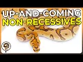 These are the Rarest Up-and-Coming Non-Recessive Ball Python Genes