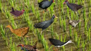 suara pikat kombinasi burung sawah auto datang