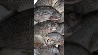 سمك نيلي طازة ماشاء الله 