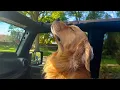 Download Lagu I dare you not to LAUGH at these Hilarious DOG Comedians of 2025 😁