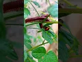 Download Lagu natural millipedes in wildlife