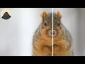 Why Are Animals Symmetrical