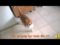 Is your cat shaking her tail in a strange way