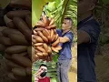 Download Lagu Petani panen pisang warna coklat (V4) rural life #naturalife #banana #rurallife #fruit #agriculture