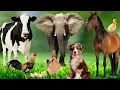 Download Lagu Wild Animal Sounds In Nature: Elephant, Rooster, Cow, Horse, Dog, Hen, Duck,... | Animal Moments