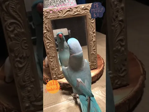 Vain pet parrot kisses own reflection