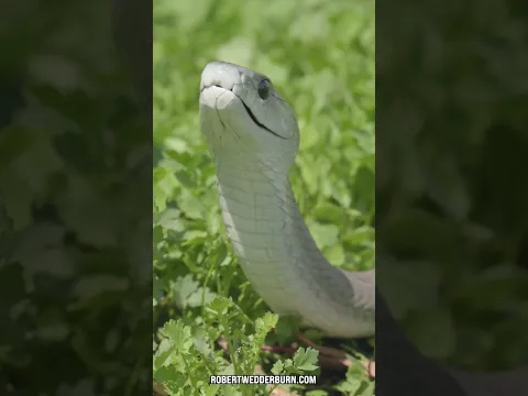 Do You Know What Snake This Is?
