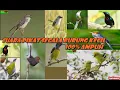 Download Lagu Suara Pikat Segala Jenis Burung Kecil Prenjak, Ciblek, Diku, Kolibri Dsb Dijamin Ampuh