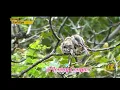 Download Lagu White-collared yuhina