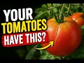 The Hidden Reason Tomatoes Split Crack and Rot