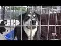 Humane Society of the Black Hills is over capacity