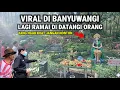 Lagu Viral !! Kejadian Dibanyuwangi Lagi Ramai Didatangi Orang' Yang Ngak Kuat Jangan Nonton