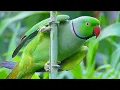 Lagu Parrot Sound Videos Compilation