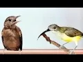 KAPAS TEMBAK GACOR AND PIJANTUNG ‼️ BURUNG MASTERAN UNTUK KICAU MANIA