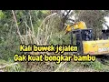 GAK KUAT BONGKAR AKAR BAMBU❗️KALI BUWEK AKAN DITANGGUL❗️#kdm 