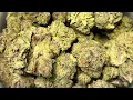Strain appreciation Garlic Cookies