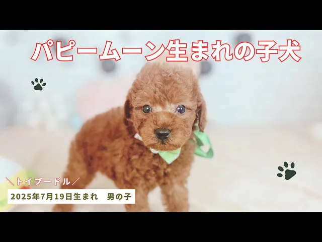 動画