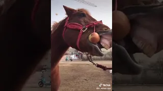 والعدااااااااب خخخخخخخخخخ    دندنها