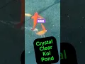Download Lagu How We Fixed our Green Algae Pond Water