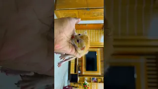 Https Youtu Be XfnQ3gPKcEY Si Vwm8H3k0MZV1vWHc Click Here To See Full Video Viral Cat 