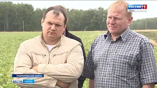 20 районов Омской области приступили к уборке урожая