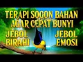 Download Lagu 100% PASTI NYAUT‼️ Terapi sogon bahan agar cepat bunyi gacor