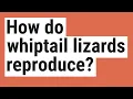 How do whiptail lizards reproduce