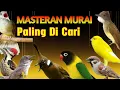 Download Lagu MASTERAN MURAI BATU FULL ISIAN TEMBAKAN PALING DICARI UNTUK BURUNG BAHAN SUARA JERNIH KERAS