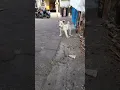 Download Lagu anak anjing menggonggong#shorts