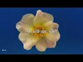 Jason Derulo - Whatcha Say | Lyrics