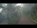 Download Lagu Suara dan suasana Pedesaan pagi hari | suara kicauan burung dan kokok ayam