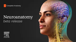 Now Live: Explore the Complete Anatomy Brain Beta