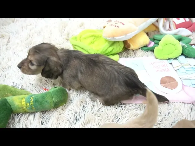 動画