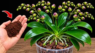 Just 1 Spoonful and Any Plant BLOOMS 10x Faster! (Pro Trick)