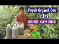 Lagu Cara Mengolah Urine Kambing Jadi Pupuk Organik Cair