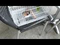 Freedom the Parrot Has a Blast at Holy Tequila Restaurant Hilton Head Island SC