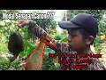 Download Lagu Berburu burung kareo sulawesi | tengkoah merah menggunakan senapan angin canon