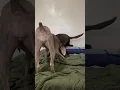 Day in a life of a pet care giver