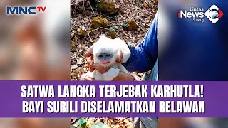 SATWA LANGKA TERANCAM! Bayi Surili Terjebak Kobaran Api Karhutla Ciremai, Berhasil Diselamatkan |LIS