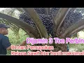 Download Lagu urutan pemupukan kelapa sawit biar berbuah besar oil palm fertilization sequence