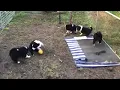 Border Collie purebred close to Newcastle NSW