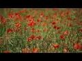 Blossoming Field of Poppies - Calming Relaxing Restoring Music Meditation Music Stress Relief