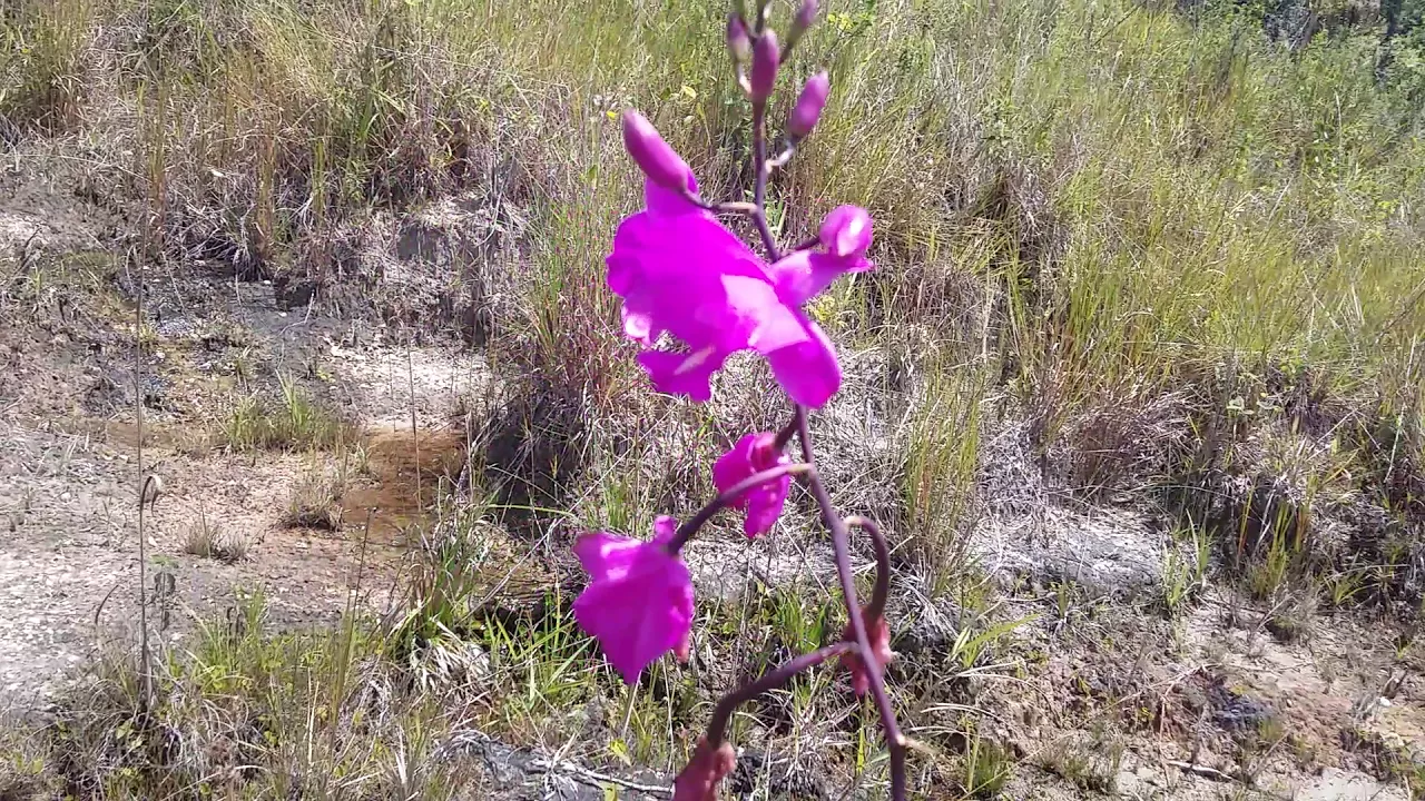 CORREDEIRA DAS ORQUIDEAS TERRESTRES