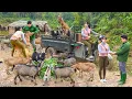 Download Lagu REWIND TIMALSPE --310 Days Buy Many Goats From Farmer - Selling Many Goats, Pigs, Geese,...