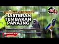 Download Lagu 🔴 Masteran Utama Tembakan Kasar dan Panjang Srigunting Abu Abu Greja Tarung Vs Cucak Cungkok Kunti