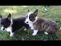 Pembroke Welsh Corgi Puppies For Sale