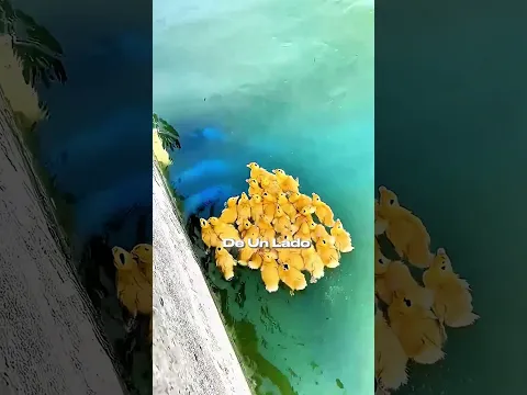 ¡No le des like o aparecerá un gato! 😂