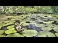 Kurup - Rio Azul